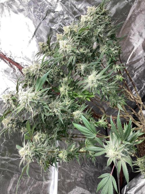 First properly done grow: Failed harvest. Week 16