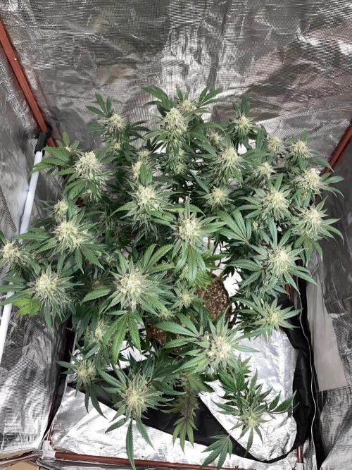 First properly done grow: Failed harvest. Week 16