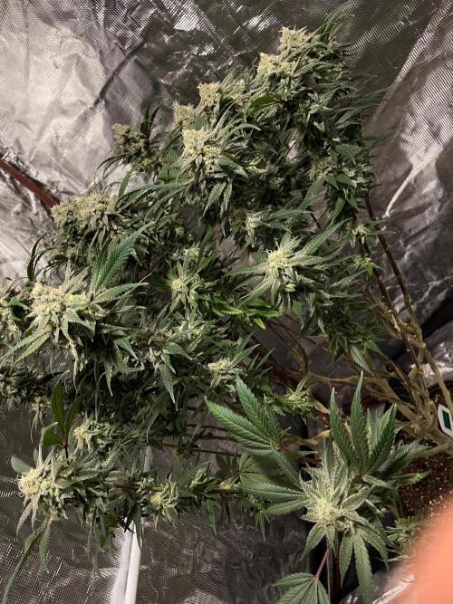 First properly done grow: Failed harvest. Week 16