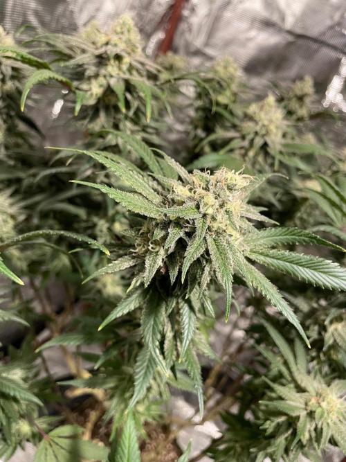 First properly done grow: Failed harvest. Week 16