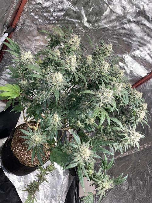 First properly done grow: Failed harvest. Week 16