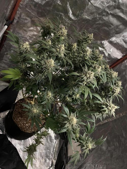 First properly done grow: Failed harvest. Week 16