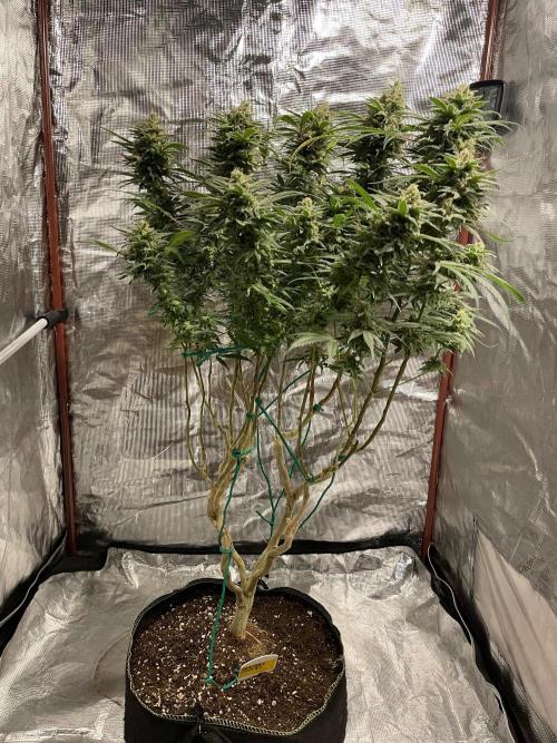 First properly done grow: Failed harvest. Week 16
