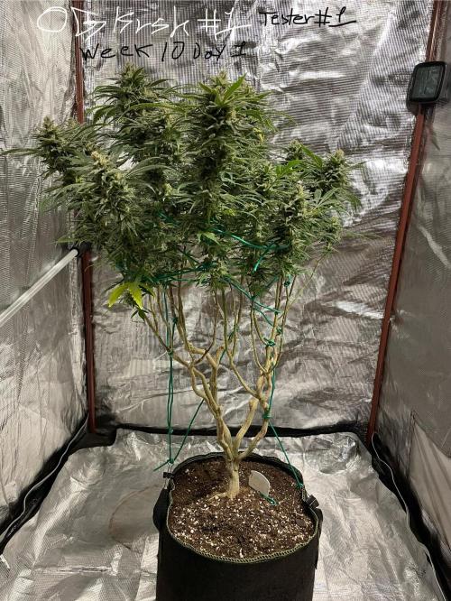 First properly done grow: Failed harvest. Week 16