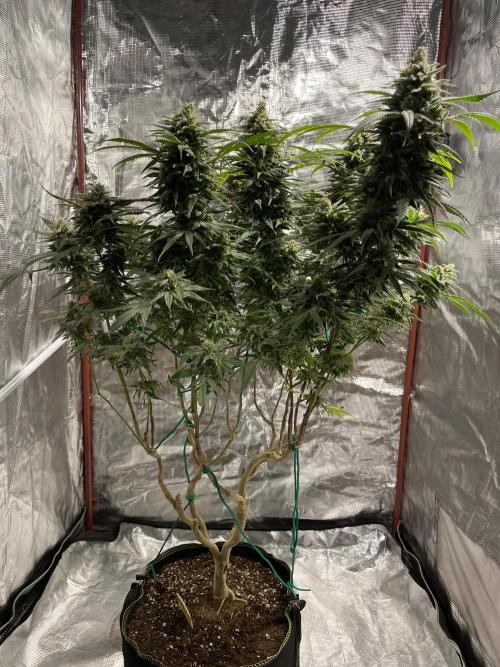 First properly done grow: Failed harvest. Week 16