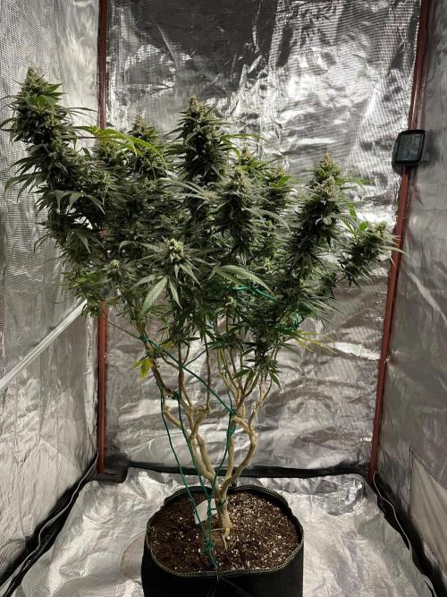 First properly done grow: Failed harvest. Week 16