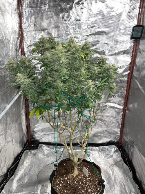 First properly done grow: Failed harvest. Week 16