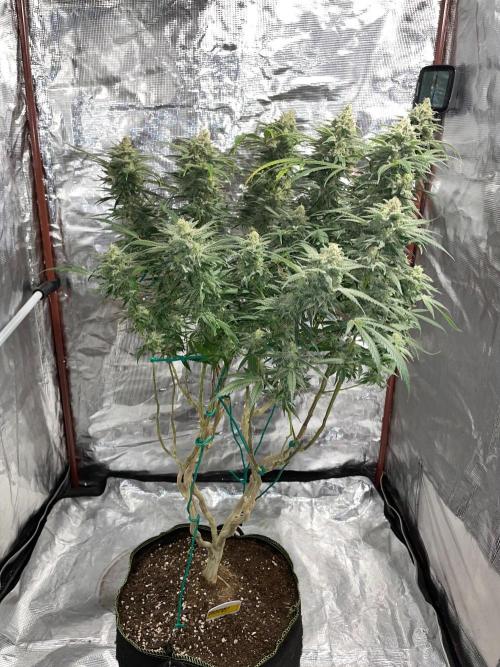 First properly done grow: Failed harvest. Week 16