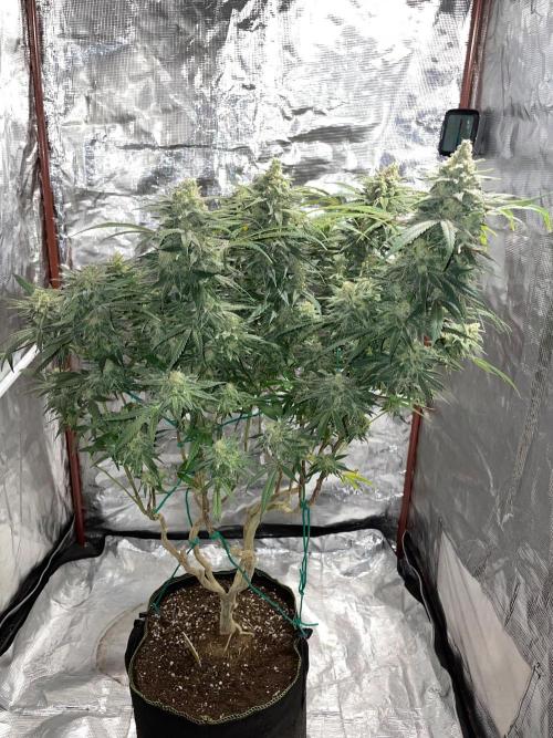 First properly done grow: Failed harvest. Week 16