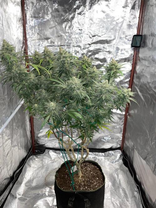 First properly done grow: Failed harvest. Week 16