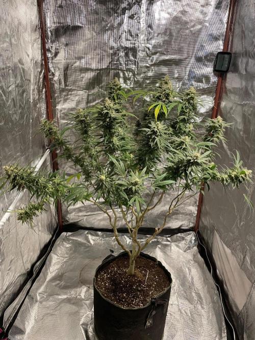 First properly done grow: Failed harvest. Week 16