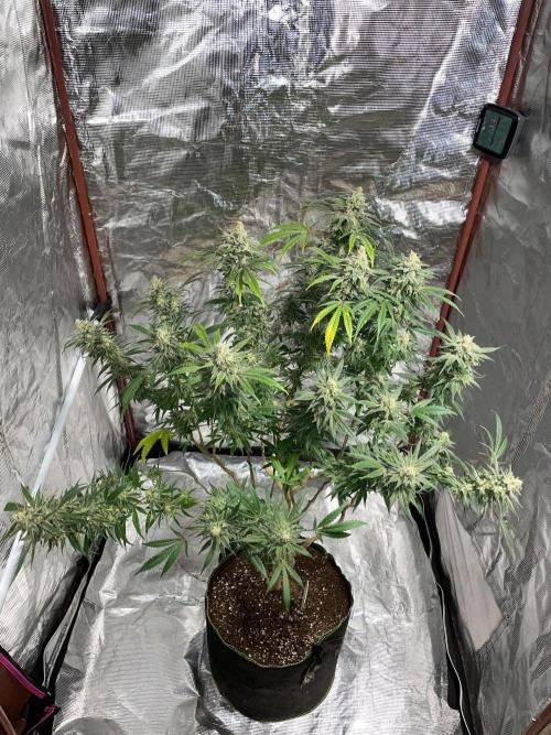 First properly done grow: Failed harvest. Week 16
