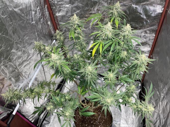 First properly done grow: Failed harvest. Week 16