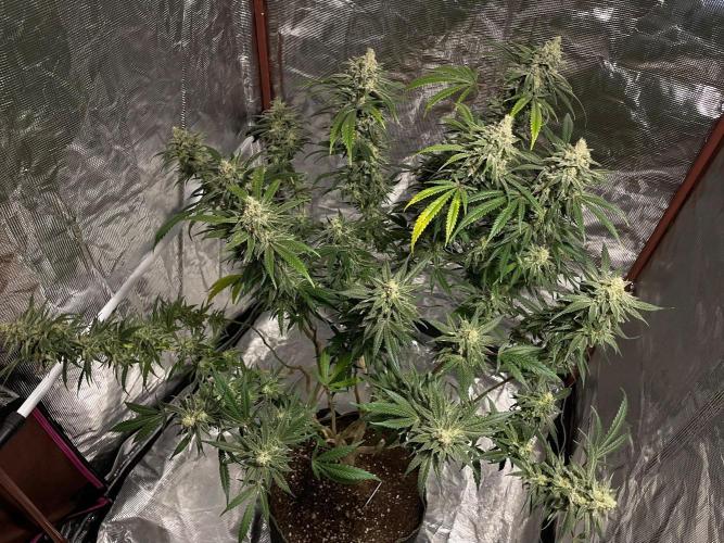 First properly done grow: Failed harvest. Week 16