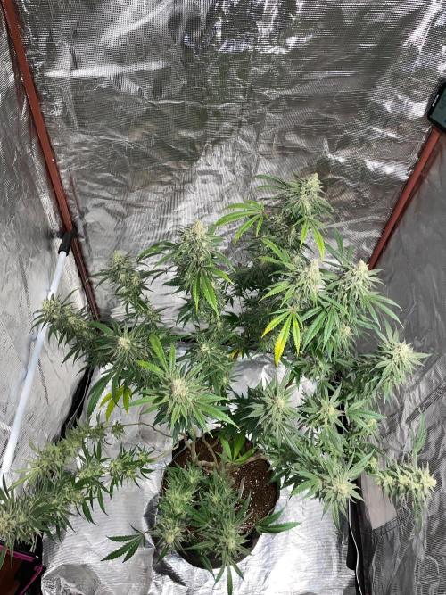 First properly done grow: Failed harvest. Week 16