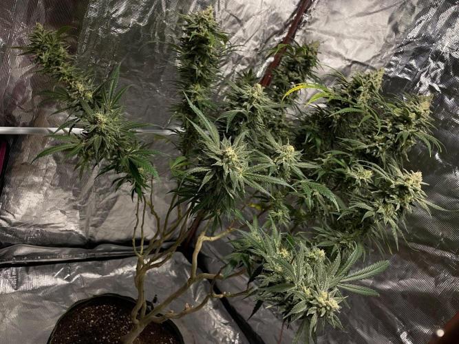 First properly done grow: Failed harvest. Week 16