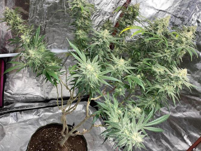 First properly done grow: Failed harvest. Week 16