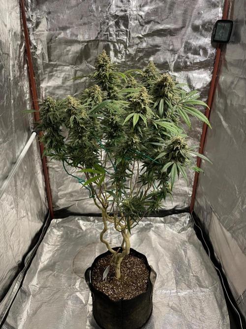 First properly done grow: Failed harvest. Week 16