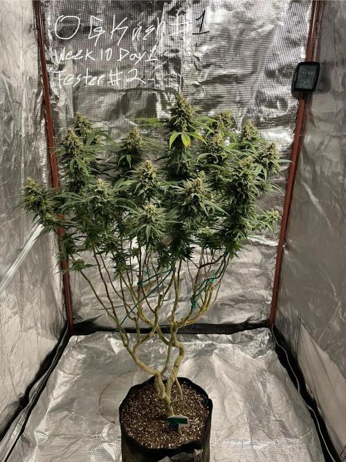 First properly done grow: Failed harvest. Week 16
