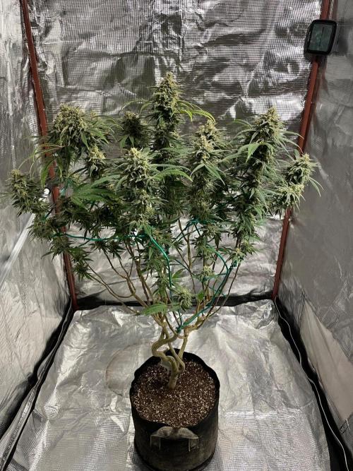 First properly done grow: Failed harvest. Week 16