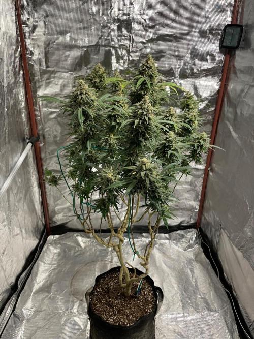 First properly done grow: Failed harvest. Week 16