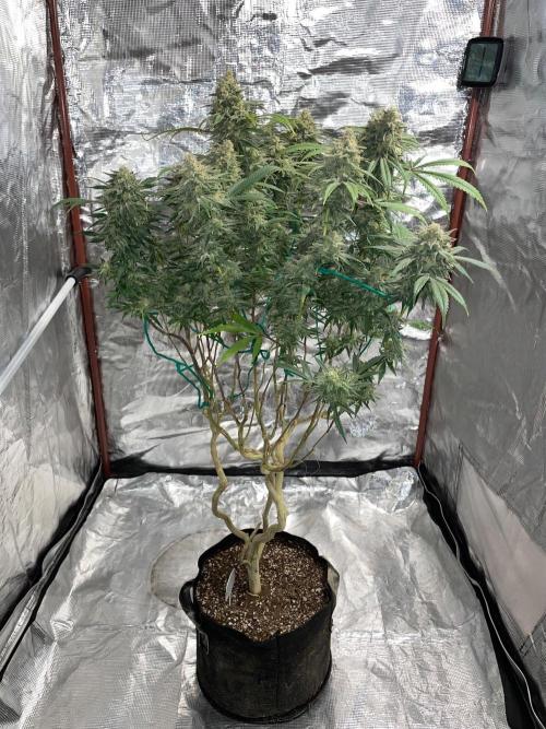 First properly done grow: Failed harvest. Week 16