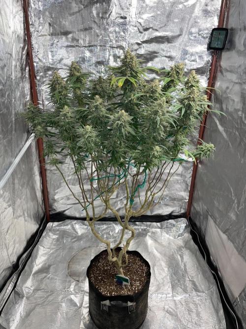 First properly done grow: Failed harvest. Week 16