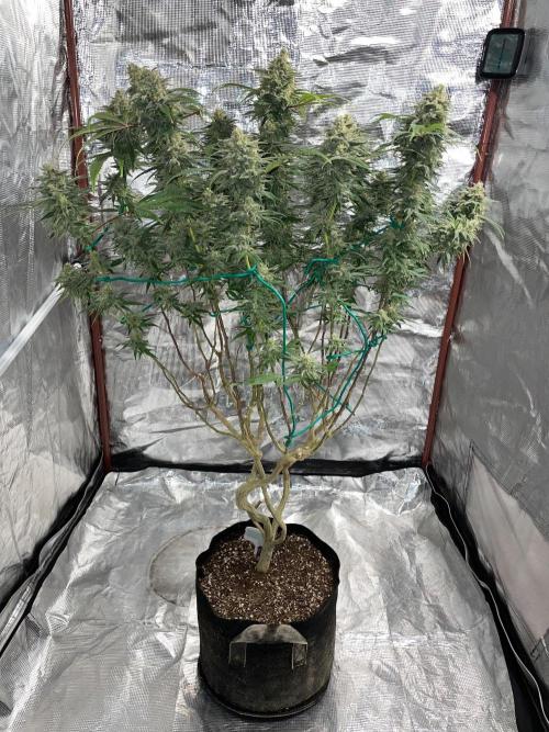 First properly done grow: Failed harvest. Week 16
