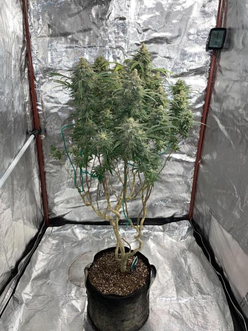 First properly done grow: Failed harvest. Week 16
