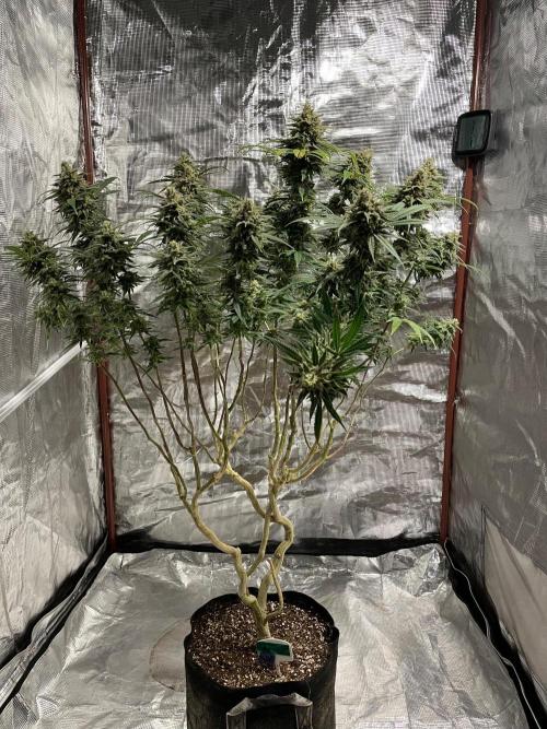 First properly done grow: Failed harvest. Week 16