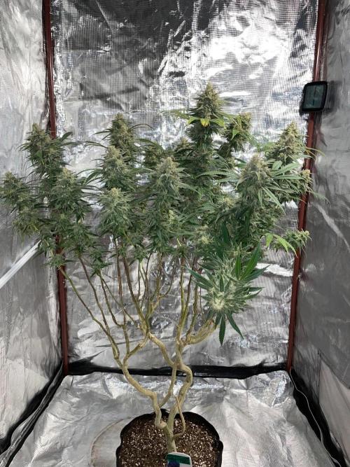 First properly done grow: Failed harvest. Week 16