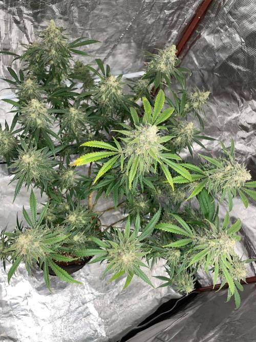 First properly done grow: Failed harvest. Week 16
