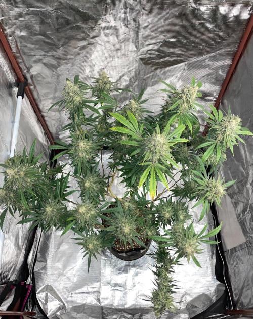 First properly done grow: Failed harvest. Week 16