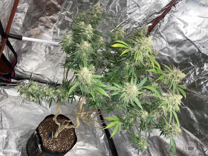 First properly done grow: Failed harvest. Week 16