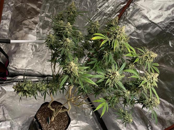 First properly done grow: Failed harvest. Week 16