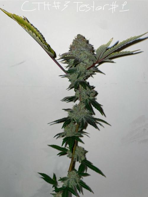 First properly done grow: Failed harvest. Week 16