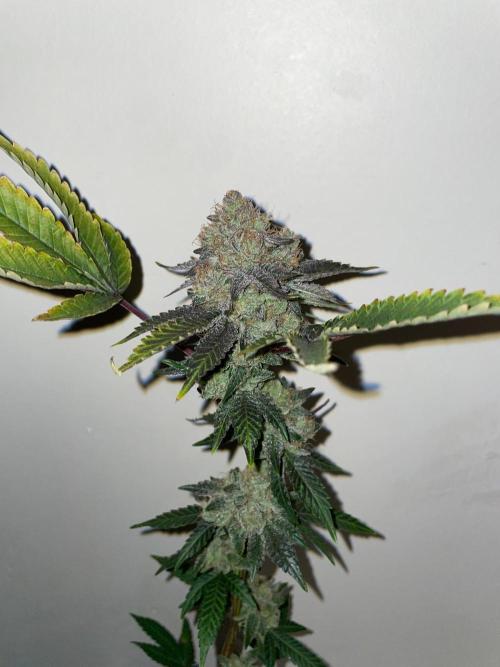 First properly done grow: Failed harvest. Week 16
