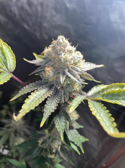 First properly done grow: Failed harvest. Week 16