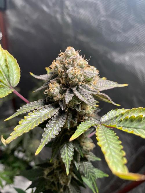 First properly done grow: Failed harvest. Week 16