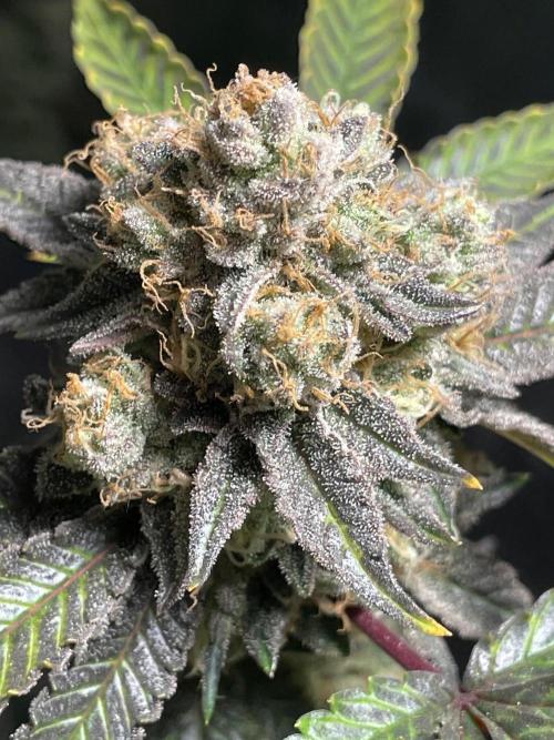 First properly done grow: Failed harvest. Week 16