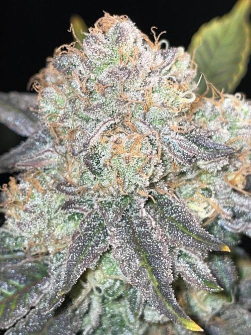 First properly done grow: Failed harvest. Week 16