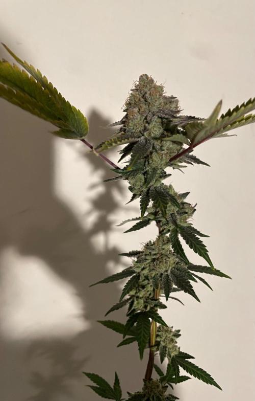 First properly done grow: Failed harvest. Week 16