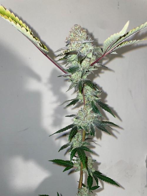 First properly done grow: Failed harvest. Week 16