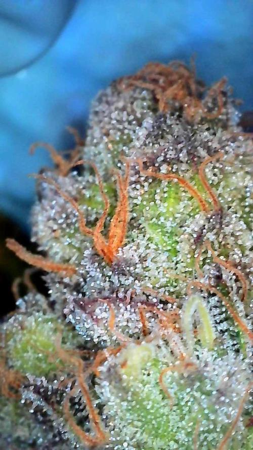 First properly done grow: Failed harvest. Week 16