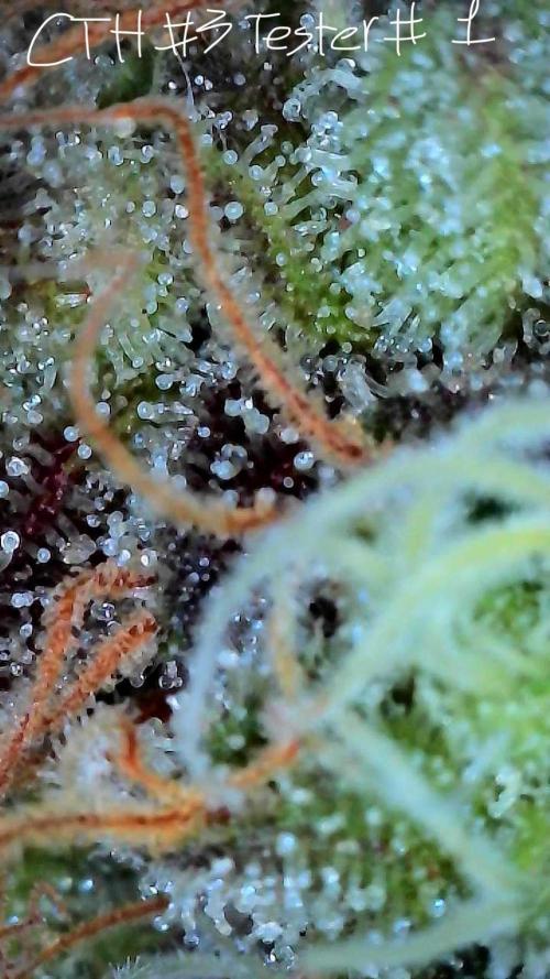 First properly done grow: Failed harvest. Week 16
