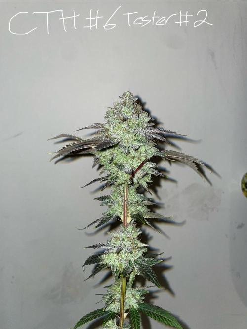 First properly done grow: Failed harvest. Week 16