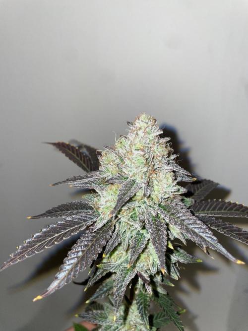 First properly done grow: Failed harvest. Week 16