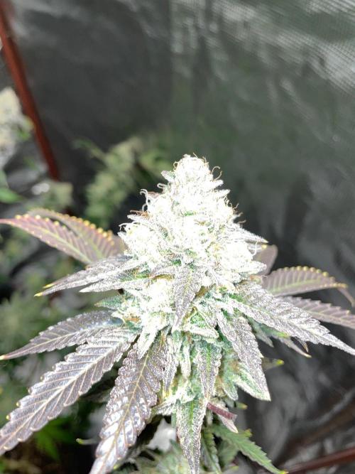 First properly done grow: Failed harvest. Week 16