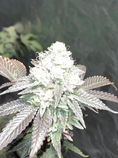First properly done grow: Failed harvest. Week 16