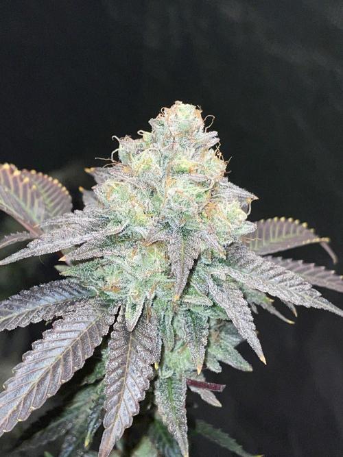 First properly done grow: Failed harvest. Week 16
